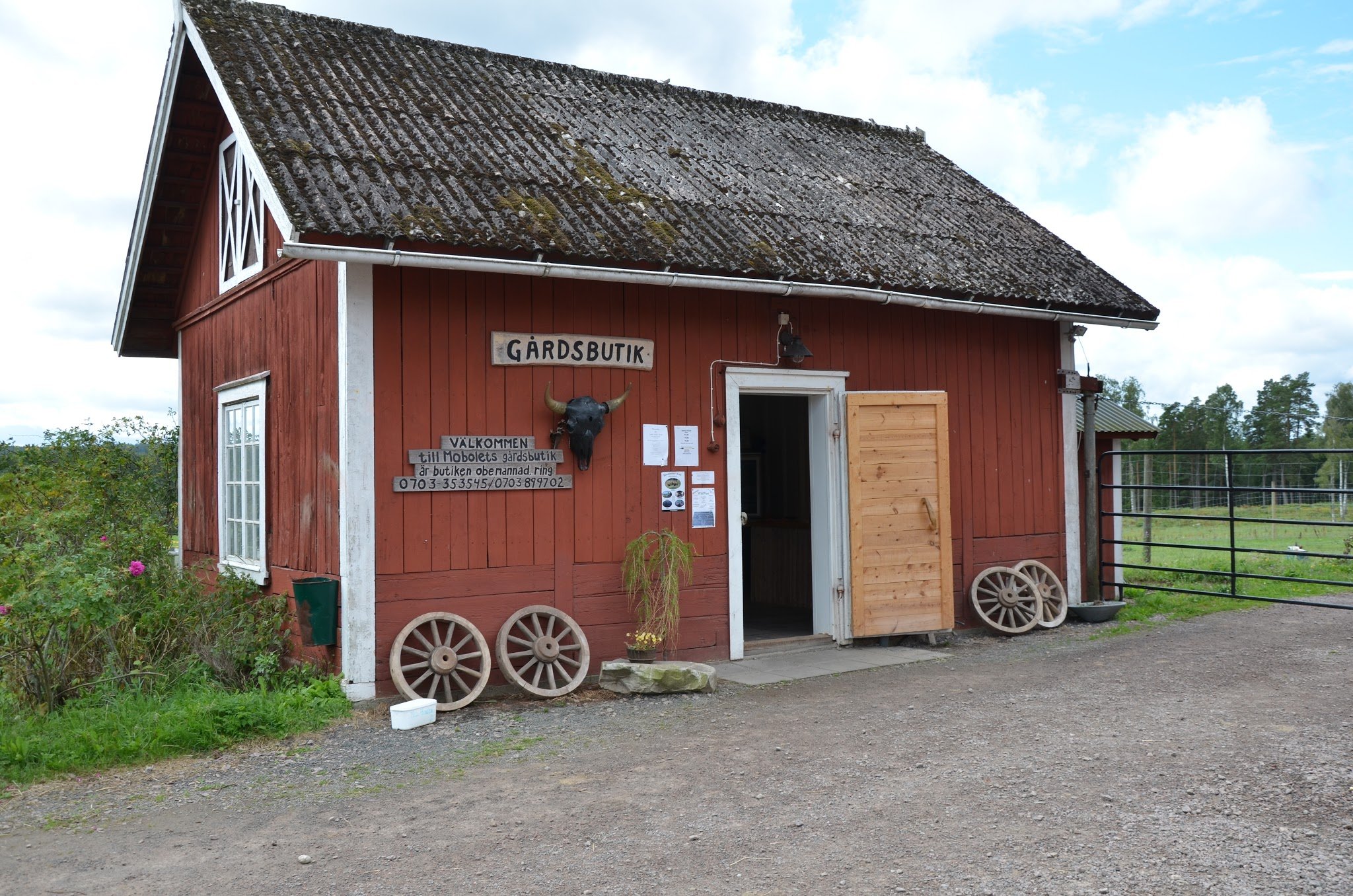 Bisonfarmen i Gate (Gate Bison Farm)